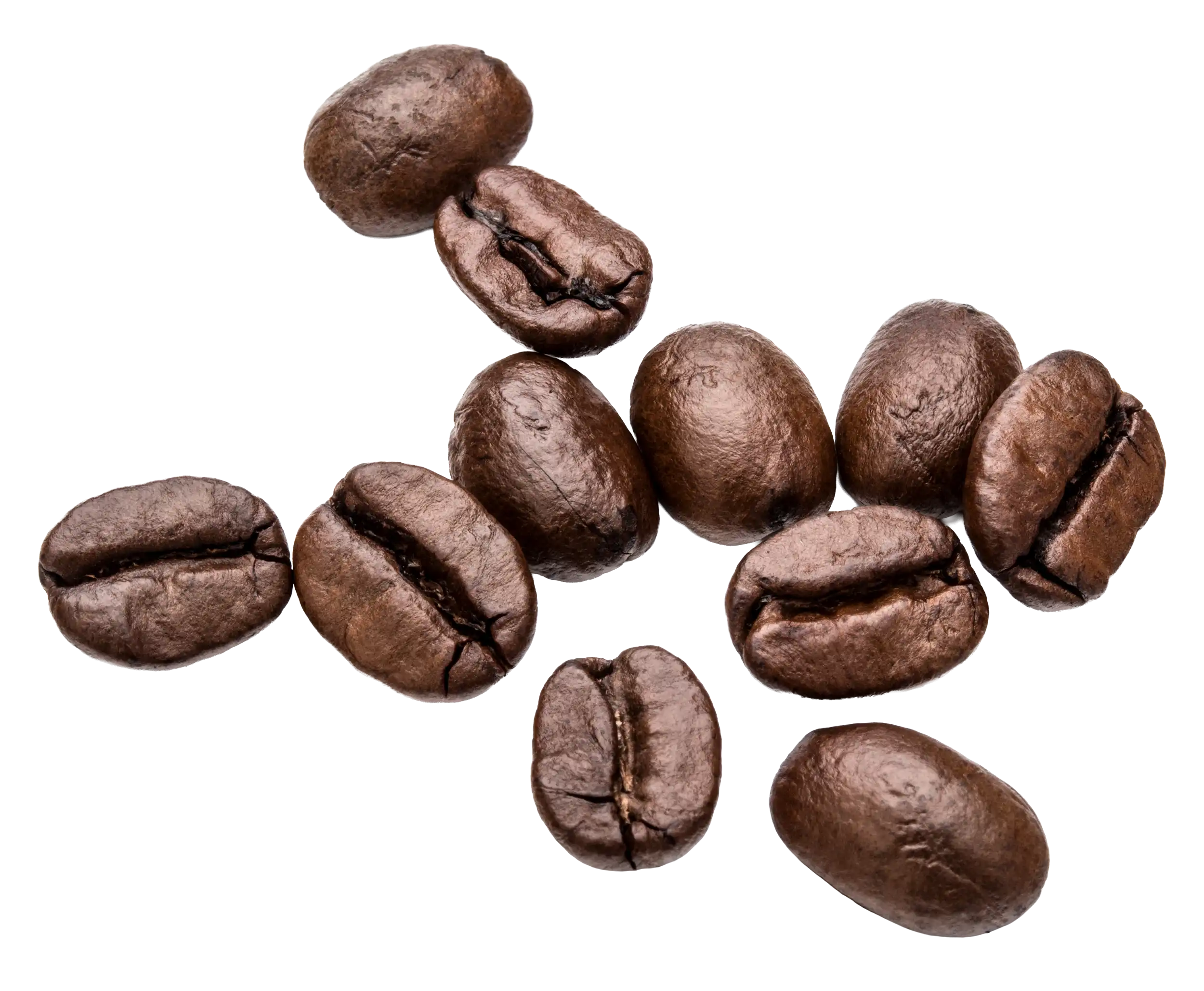 mod beans coffee fresh roasted coffee